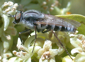 Ozodiceromyia notata Ozodiceromyia notata